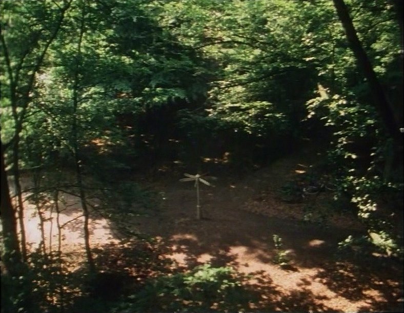 De zomer dat het bos verbouwd werd