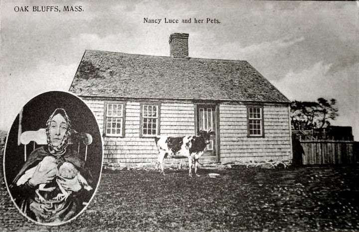 Fotosynthese 24 – Kippendichteres uit Massachussetts